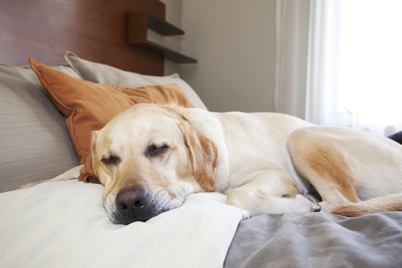 Dog-Friendly Hotels Catering To More Pet Owners With ...