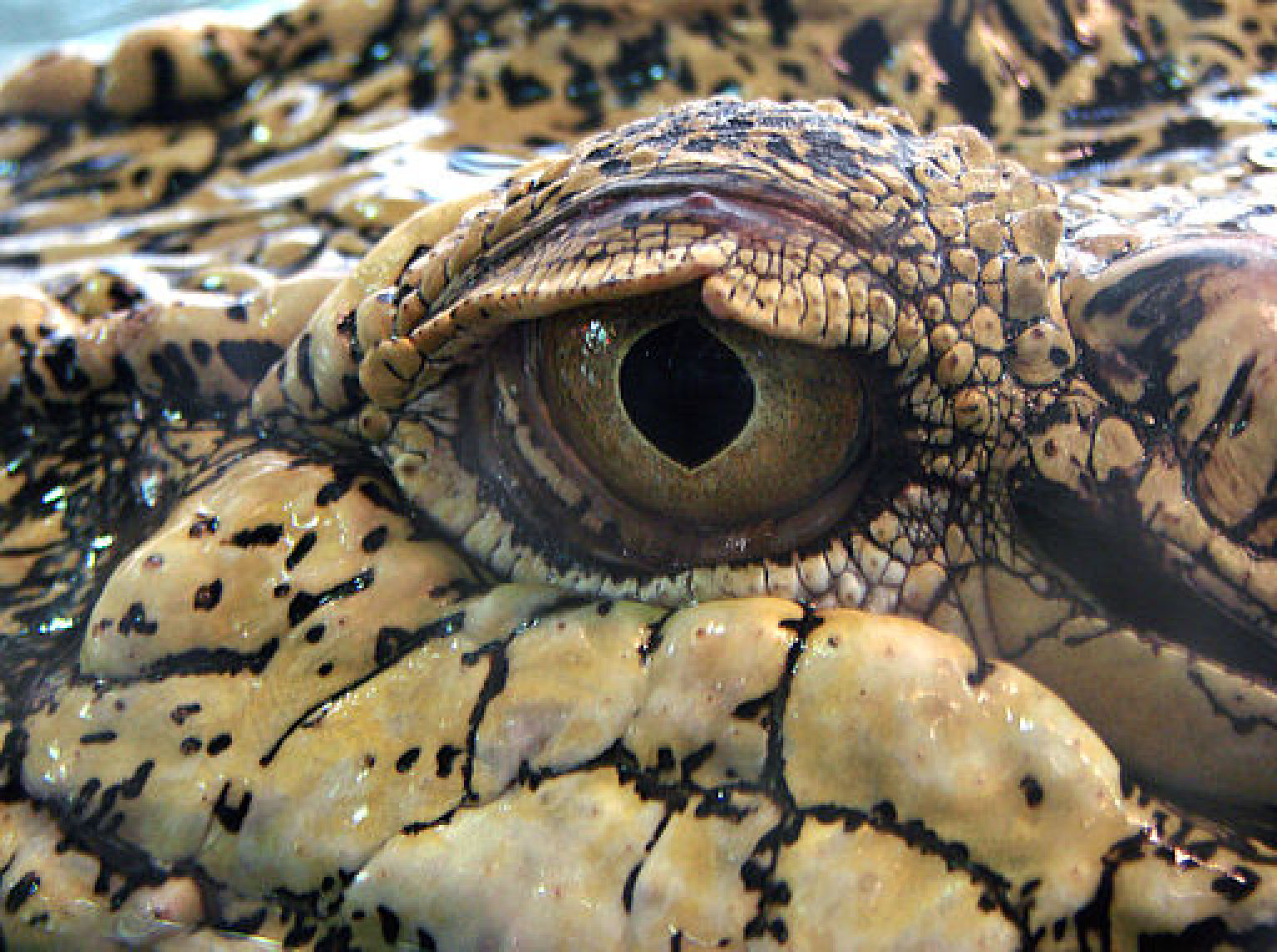 dinosaur with crocodile head
