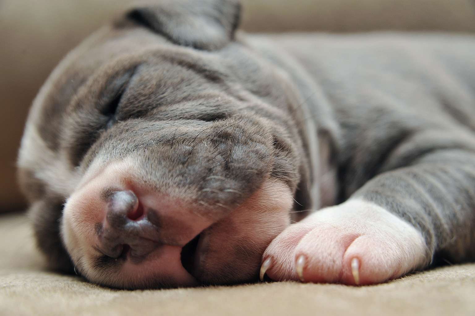 Newborn Puppy Photos From Their First Three Weeks Of Life