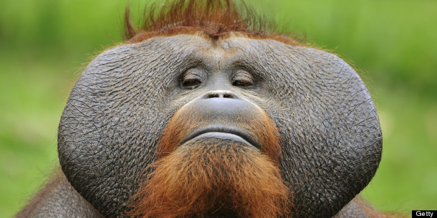 Ape Memory Chimpanzees Orangutans May Have Humanlike Autobiographical Memory Huffpost 9650