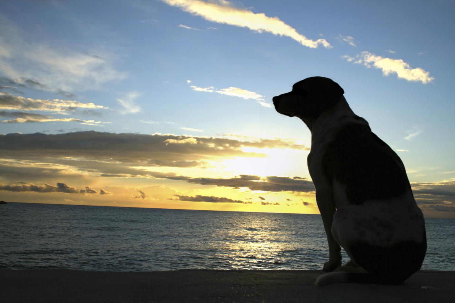 Do Animals Go to Heaven? Reflecting on Our Relationships to NonHuman