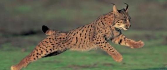 Taringa de fiesta: El lince iberico ya no está en extinción