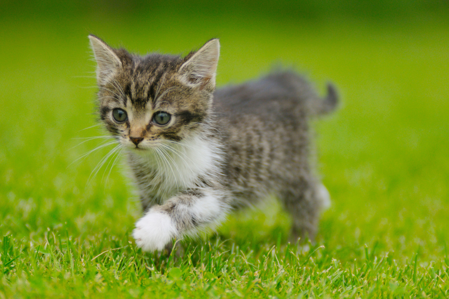 Vancouver Orphan Kitten Rescue Needs Donations vancouver-orphan-kitten-rescue-needs-donations