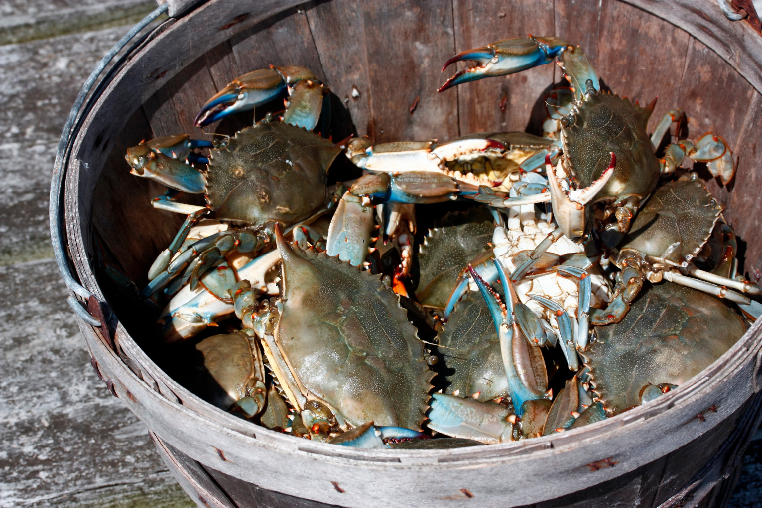 Crabs, Crabs, Crabs: Where To Feast On Chesapeake Bay's Finest In D.C