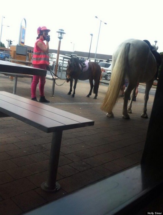 horse poo