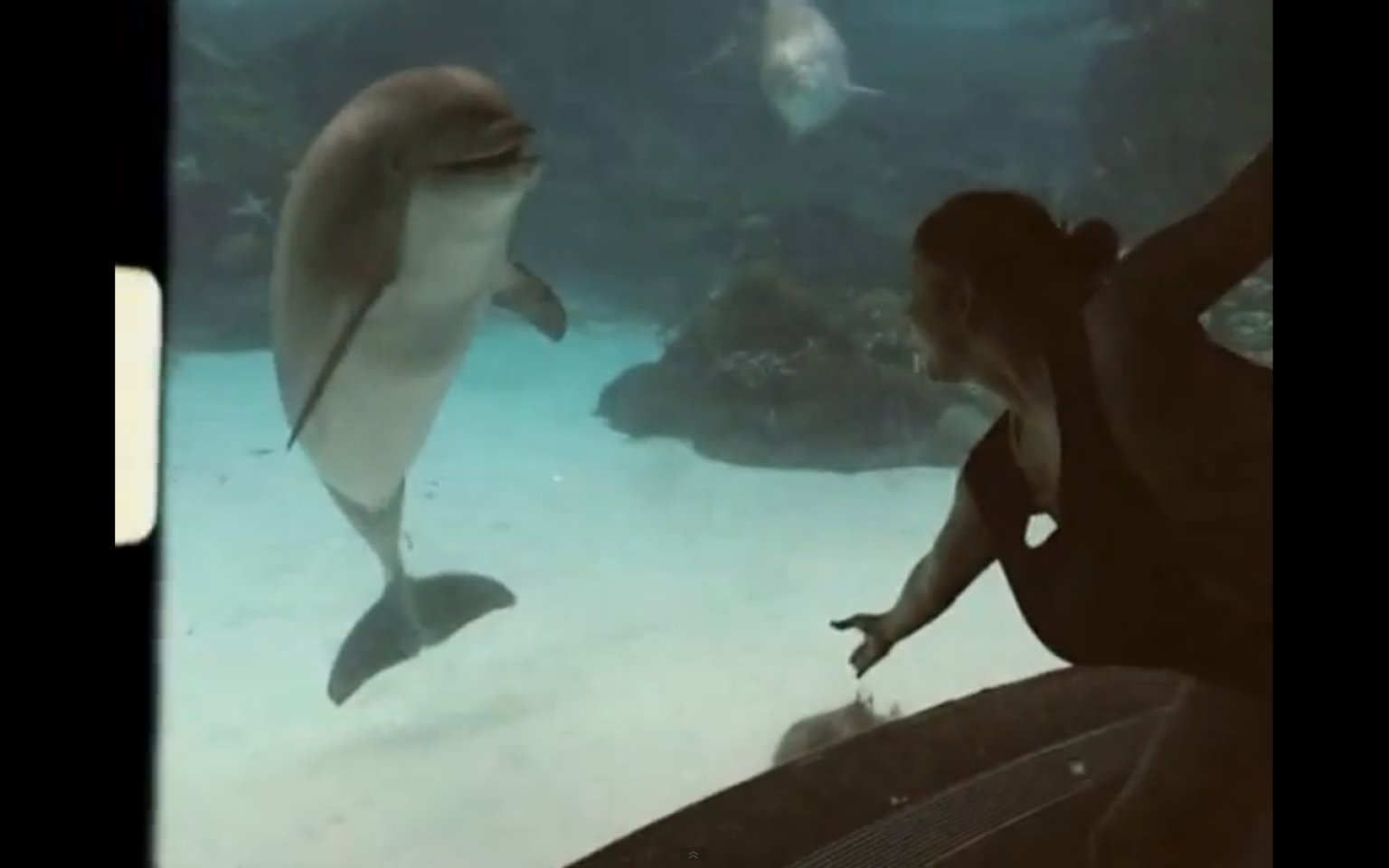 Girl Makes Dolphin Laugh (VIDEO) HuffPost