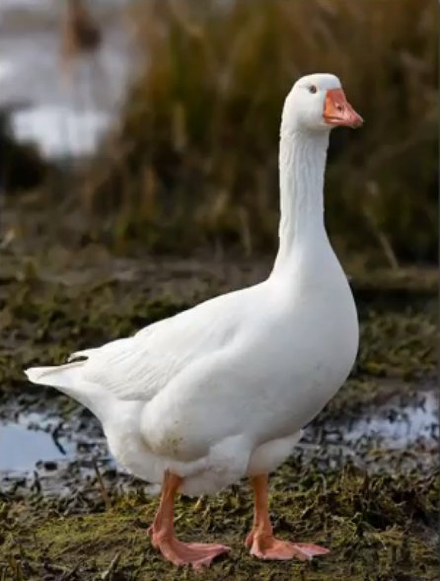 What Is A Young Male Geese Called