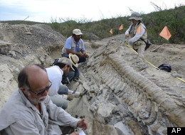 Hallan cola de dinosaurio en México