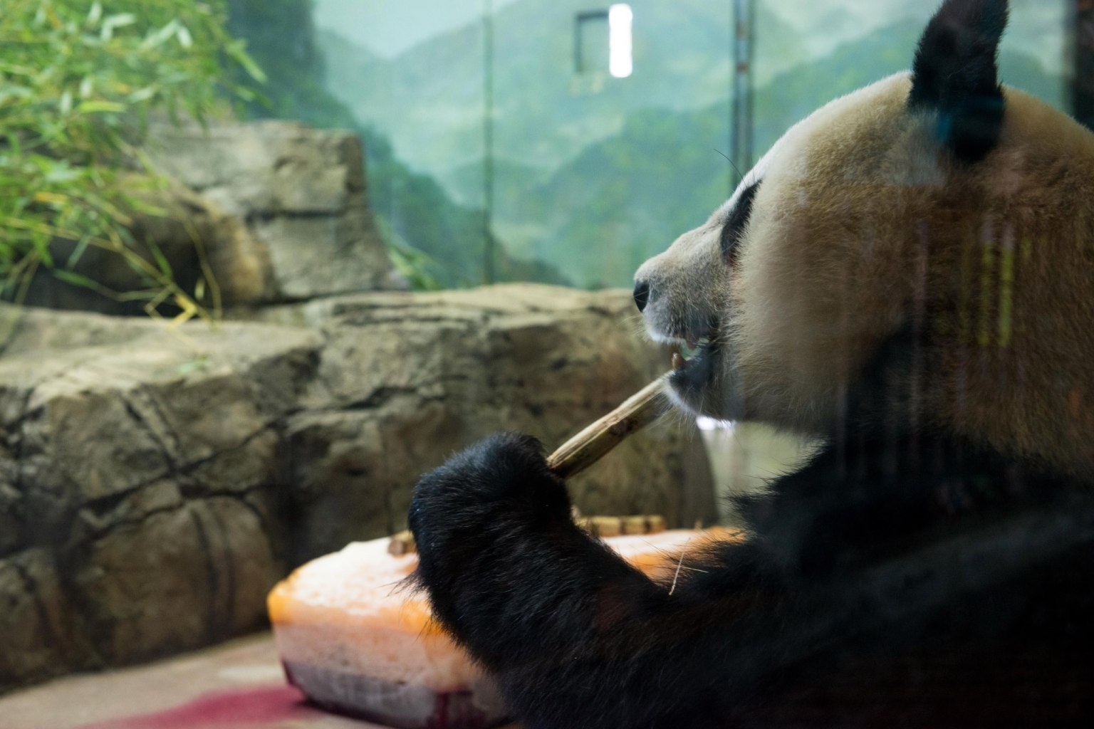 Panda Cam Is Back: Watch Smithsonian National Zoo Giant Pandas Mei