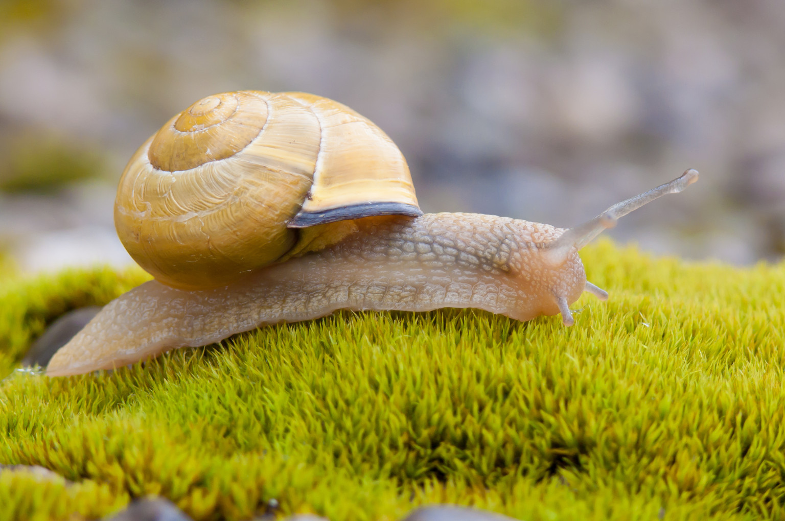 The World Snail Racing Championship Happened, And We Have A Winner ...