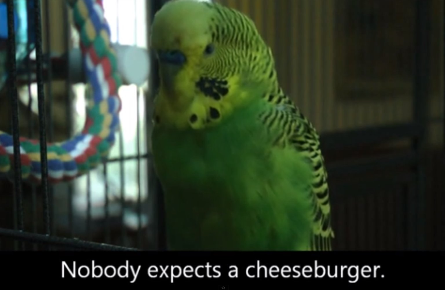 parakeet-tries-to-say-nobody-expects-the-spanish-inquisition-video