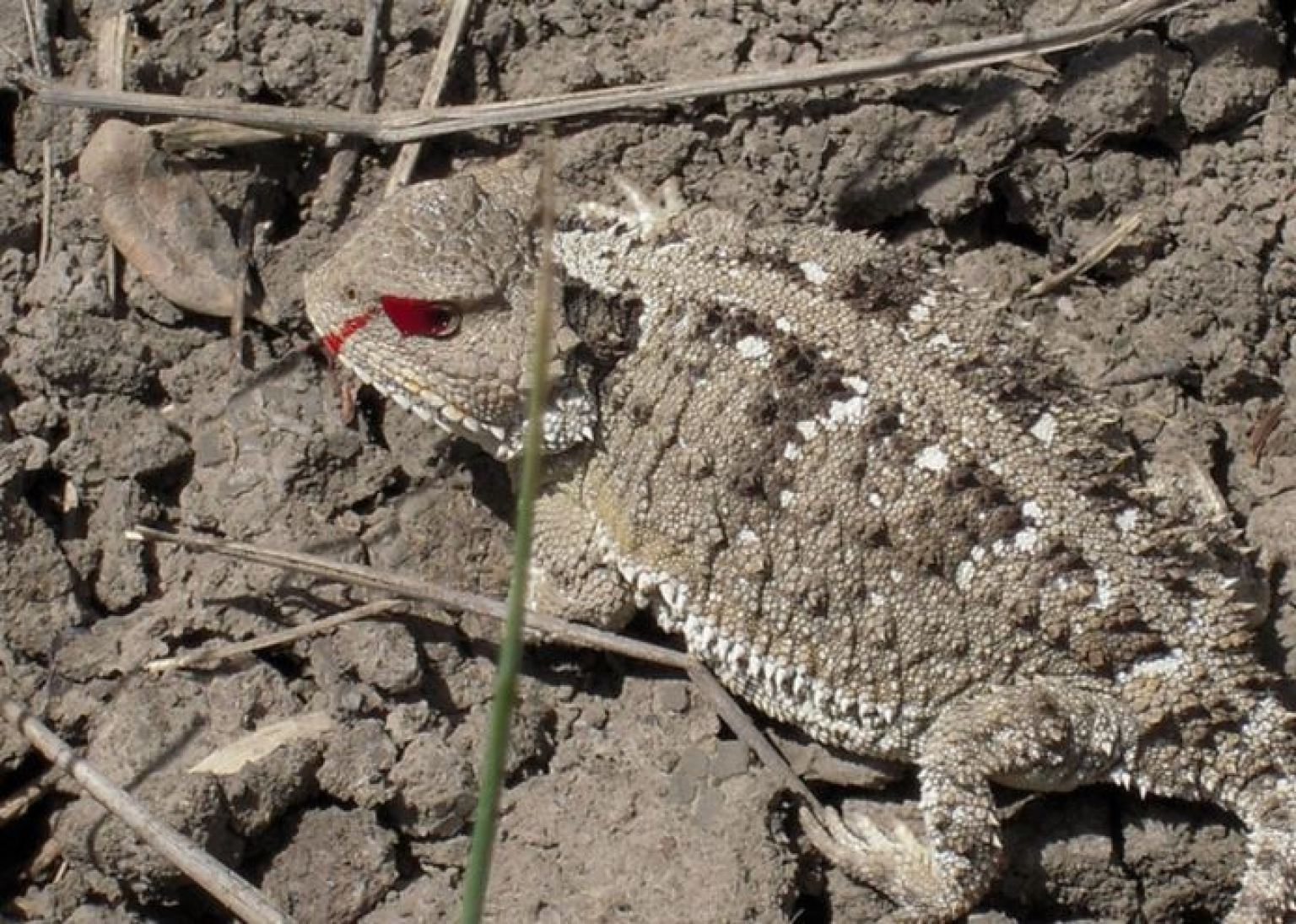 Greater ShortHorned Lizard Shoots Blood From Eyes To Discourage Predators