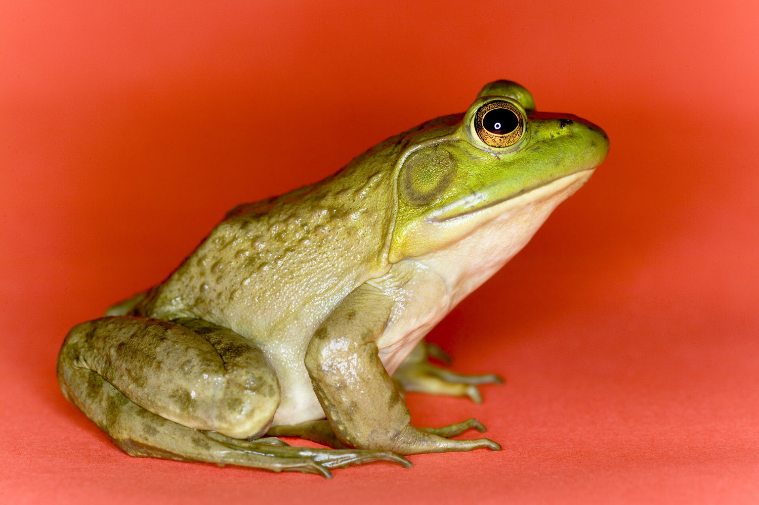 Frog Fallopian Tubes Are A Delicacy In Singapore: Would You Try Them