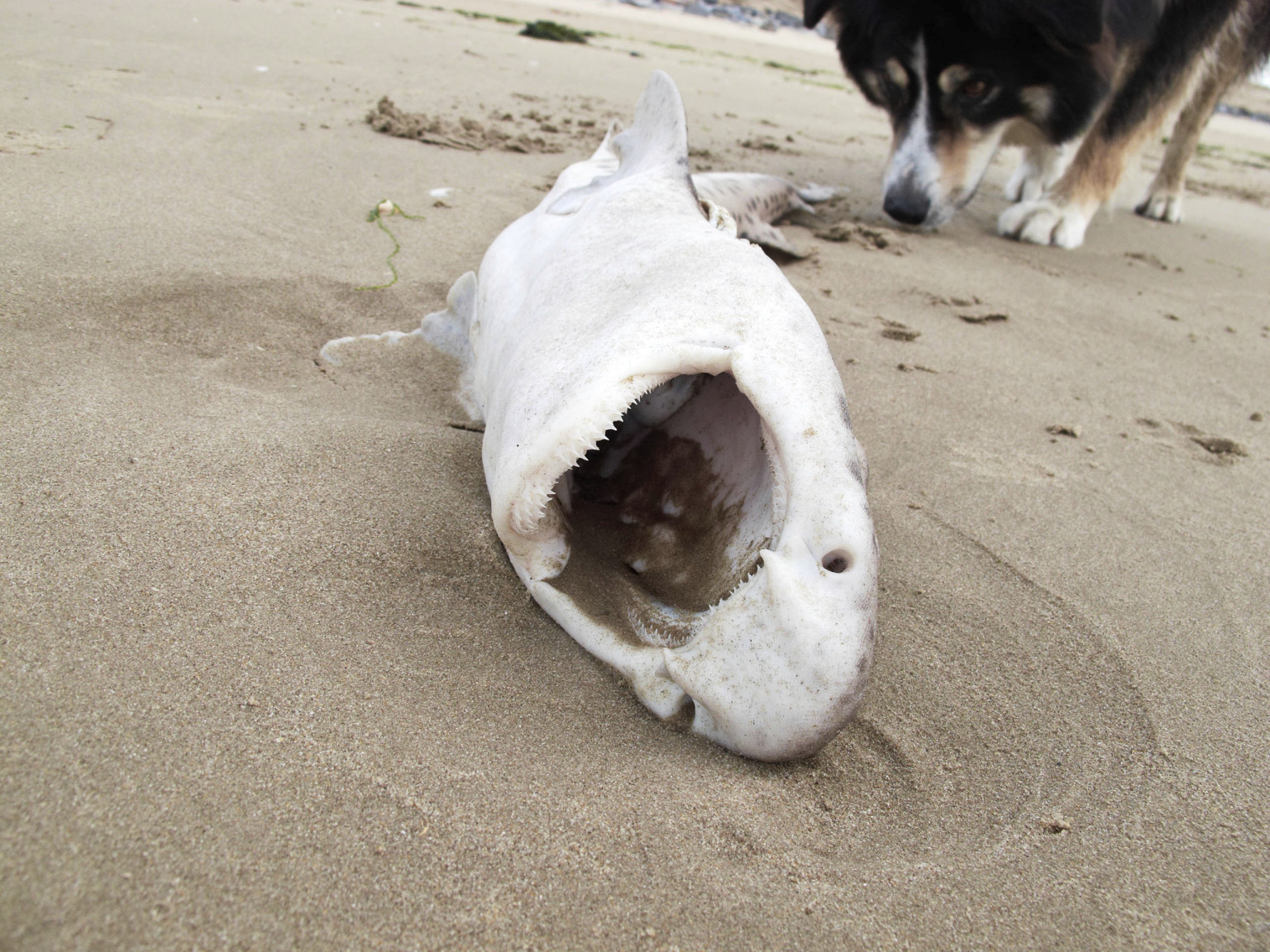 Images Of Fishermen With Dead Sharks Spur DFO Probe