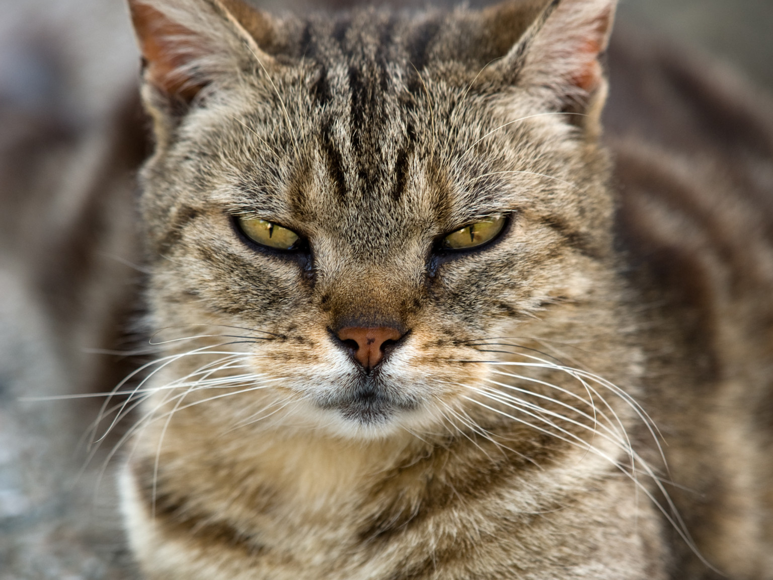 roaming-cats-savagely-attack-woman-walking-dog-in-france