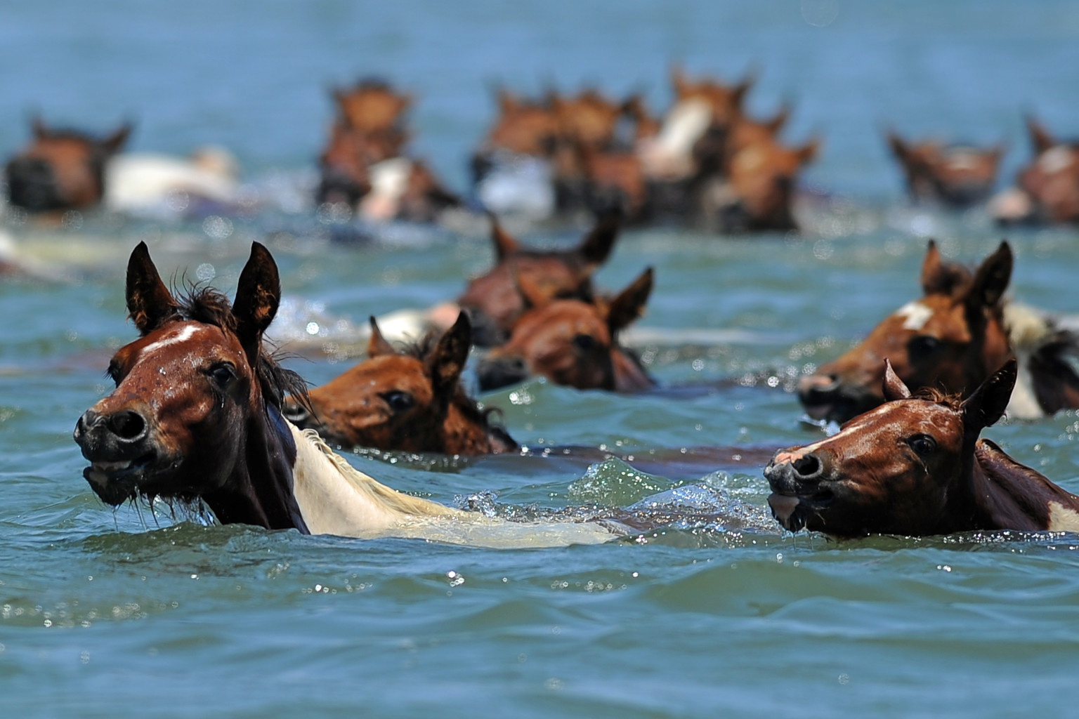 Chincoteague Pony Swim 2013 Assateague's Wild Horses Cross