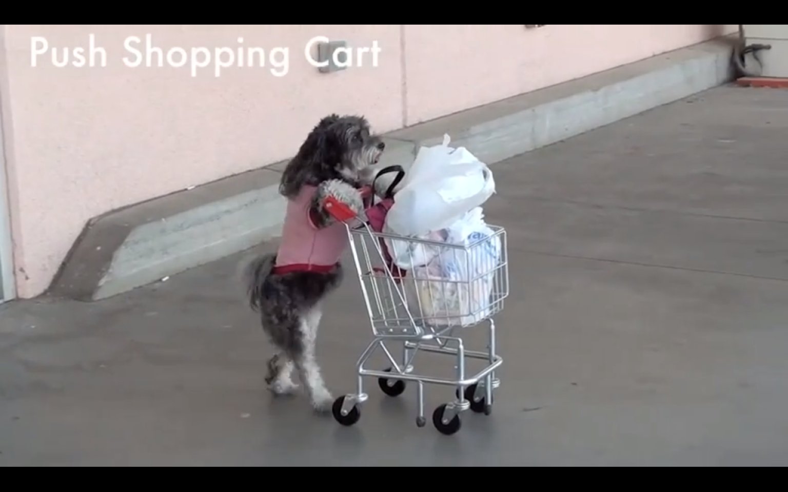 Jasmine The Dog Does 45 Adorable Tricks (VIDEO) HuffPost