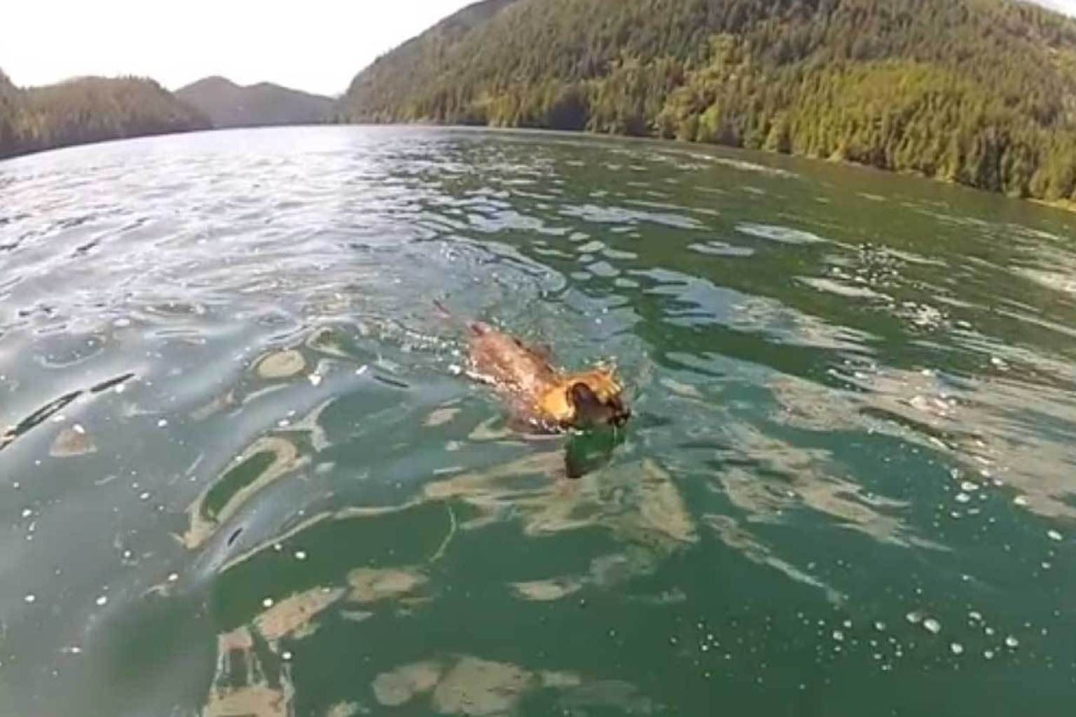 Cougar Swimming In Nootka Sound Stuns Internet VIDEO
