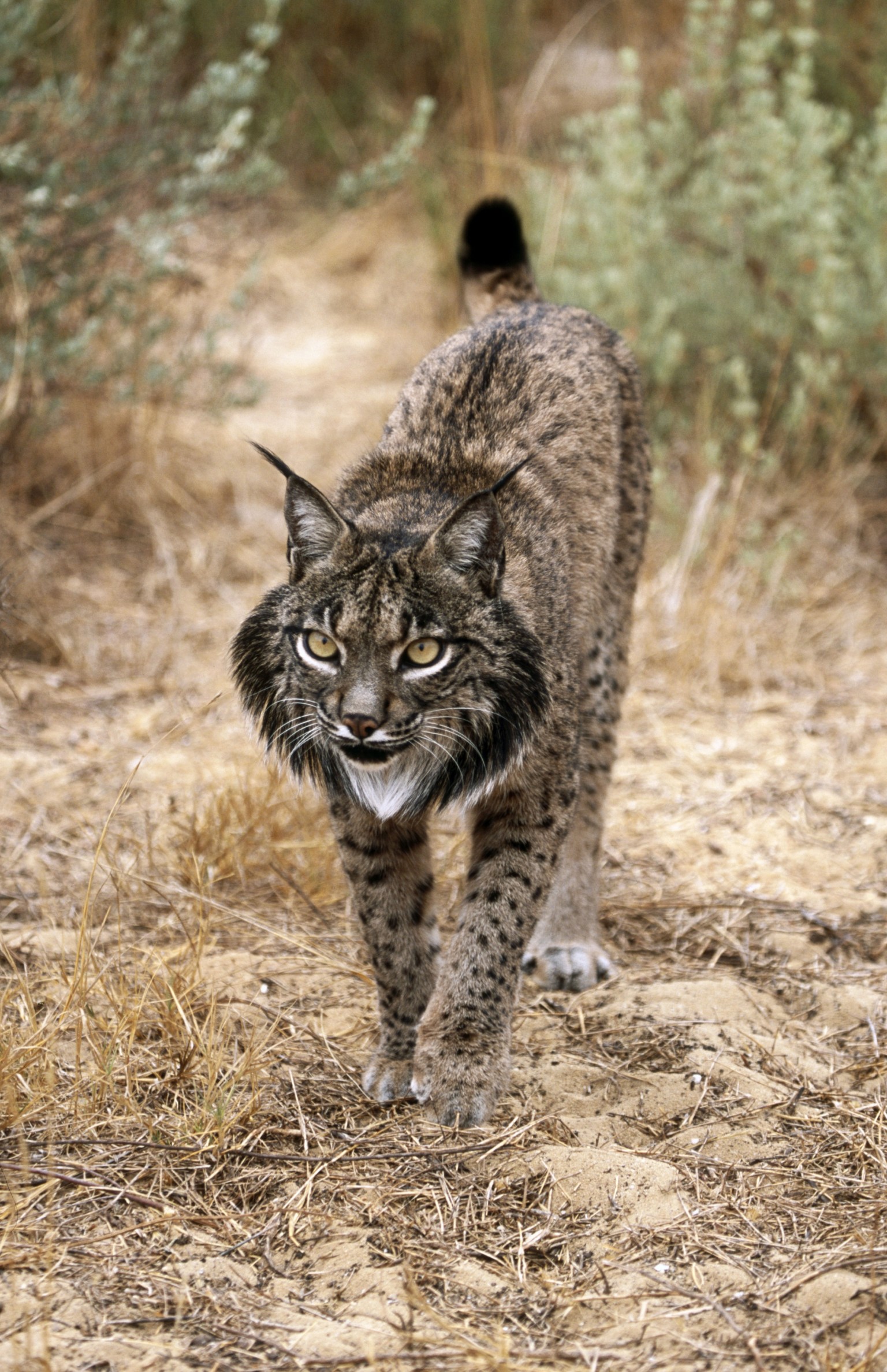 o-IBERIAN-LYNX-facebook.jpg