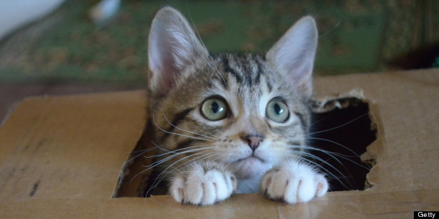 10 Curious Cats Guaranteed To Inspire Creativity (PHOTOS ...