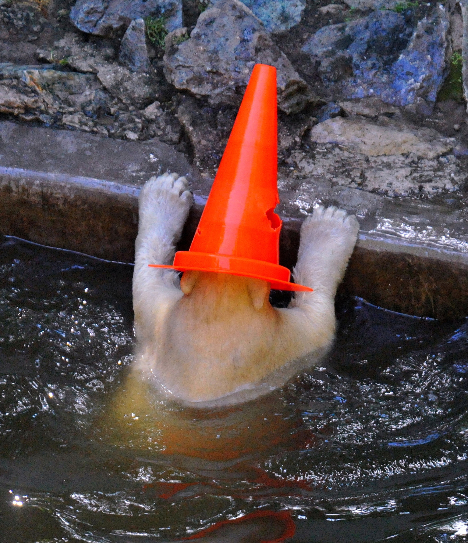 Nanuk The Polar Bear Really Loves His Traffic Cone Toy (PHOTOS) HuffPost