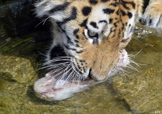 animales