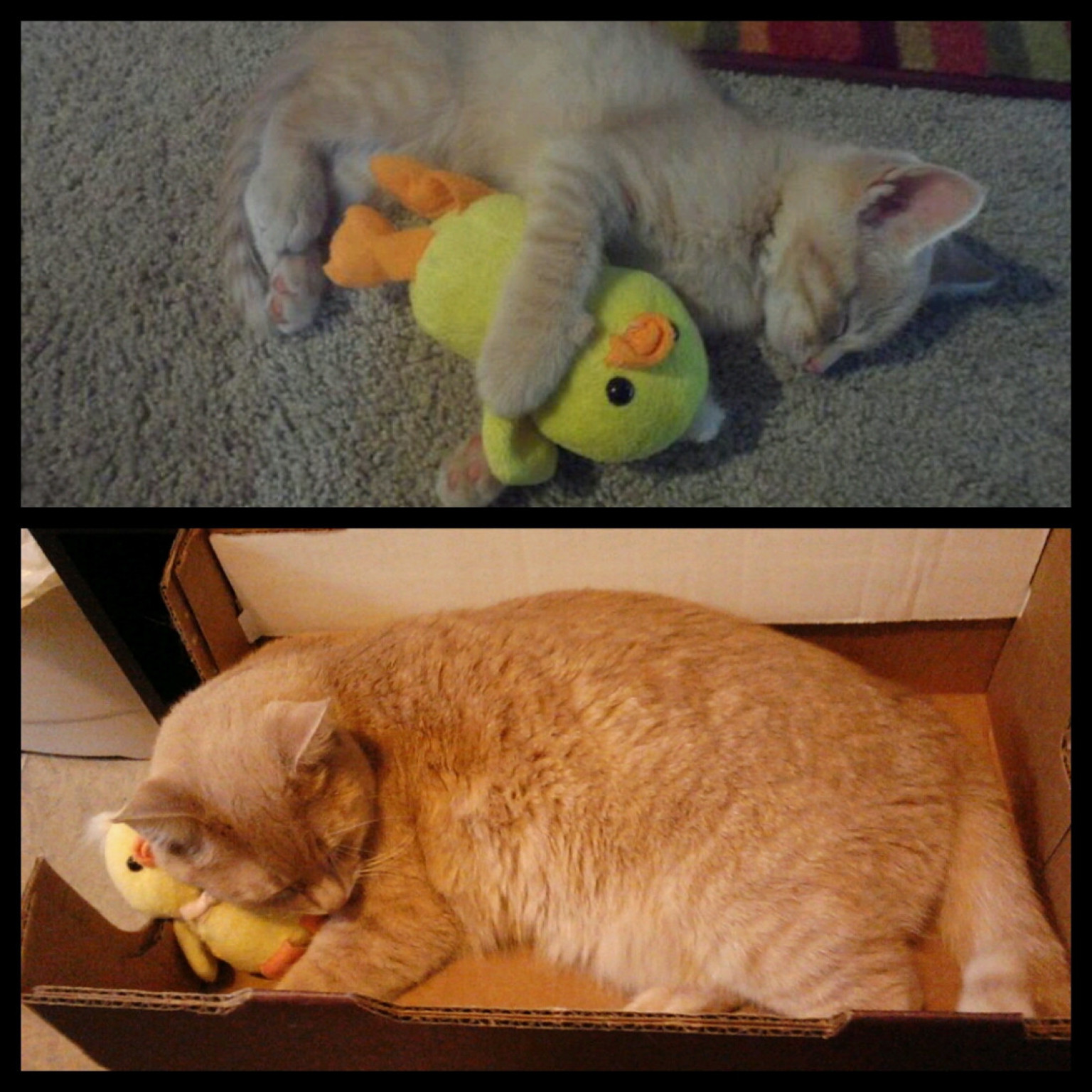 duck cat toy