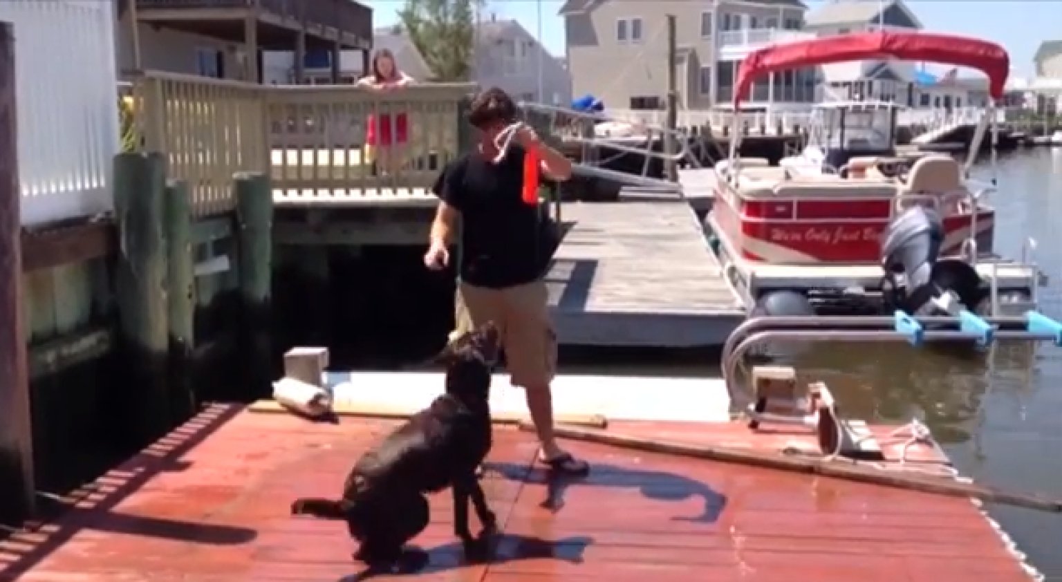 Dog Fails Training Lesson In The Best Way Video Huffpost