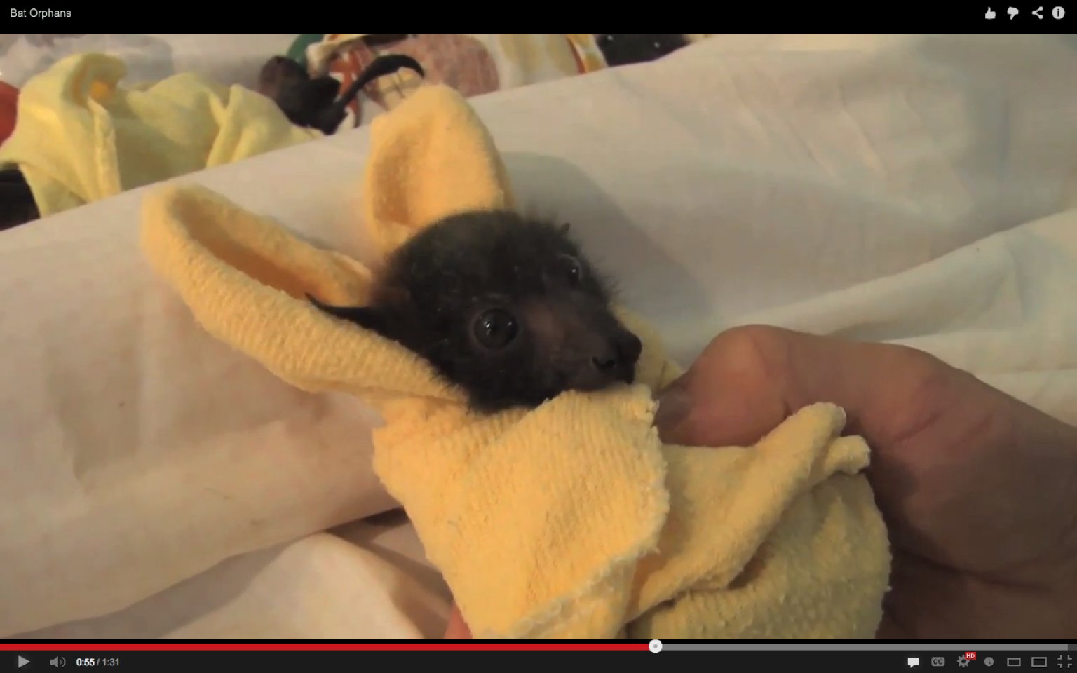 fruit bats fruits for healthy hair fruit bats fruits for healthy hair