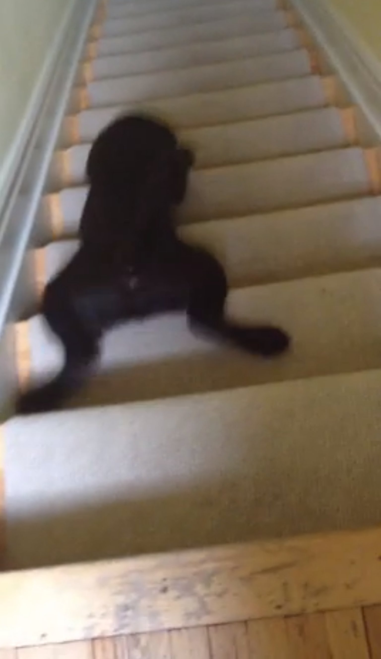 Dog Slides Down Stairs In Comedy Fashion (VIDEO) HuffPost UK
