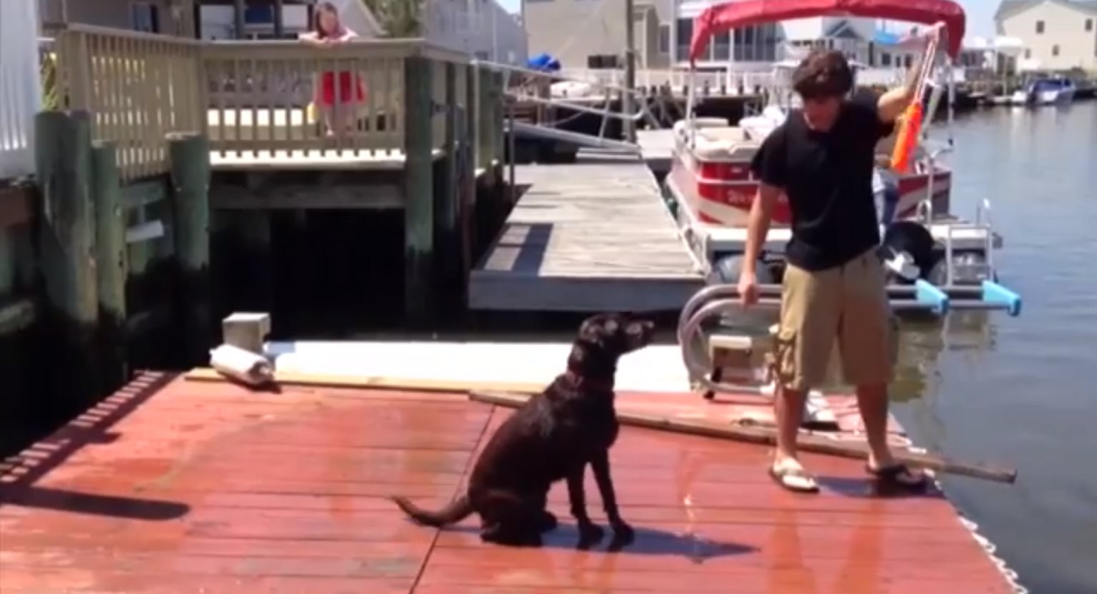 Dog Fails Its Jumping Lesson (VIDEO) HuffPost UK