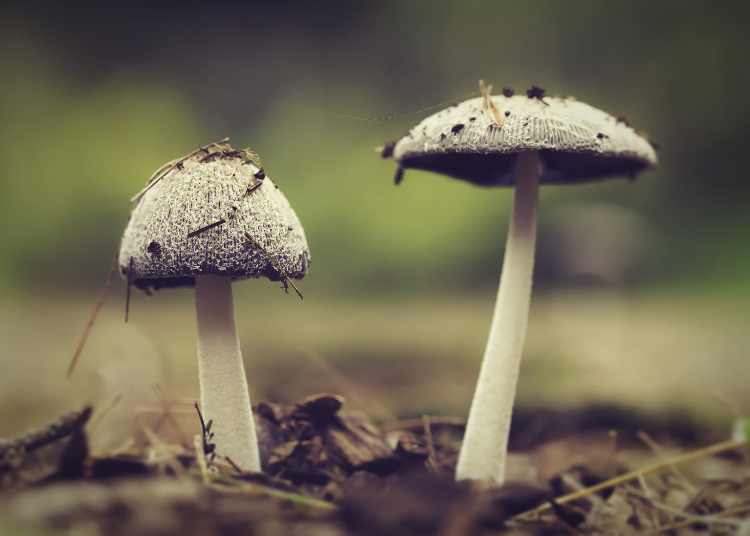 Huge Mushroom Might Be One Of The World�s Largest (VIDEO