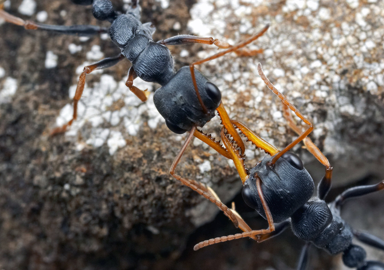 Ants Battle For Their Lives In Stunning Macrophotographs HuffPost