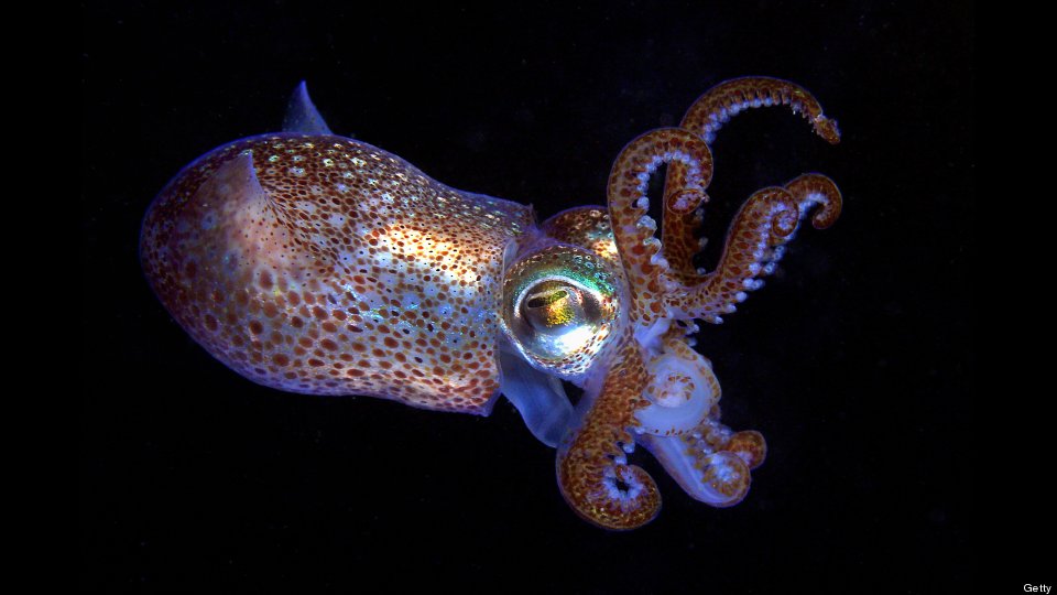 Baby Squid pictures, Hq photos, Squid pictures, Squid images