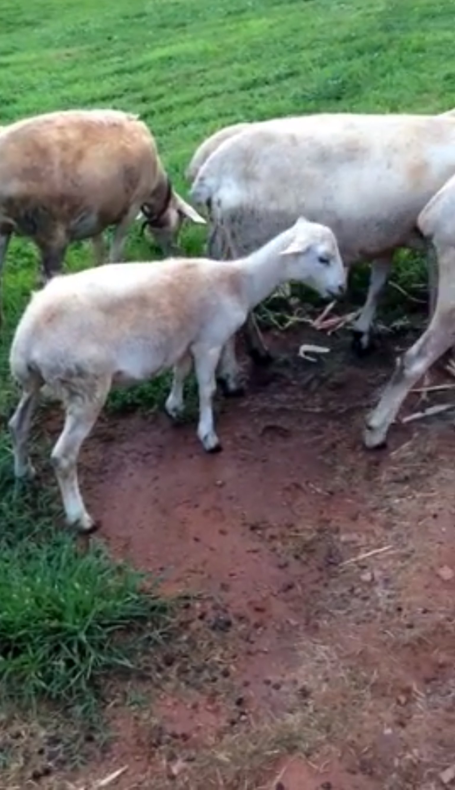 Coughing Lamb Sounds Frighteningly Human VIDEO HuffPost UK