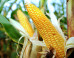 Le Conseil d'Etat autorise la commercialisation d'un maïs OGM de Monsanto (mais en fait non...)