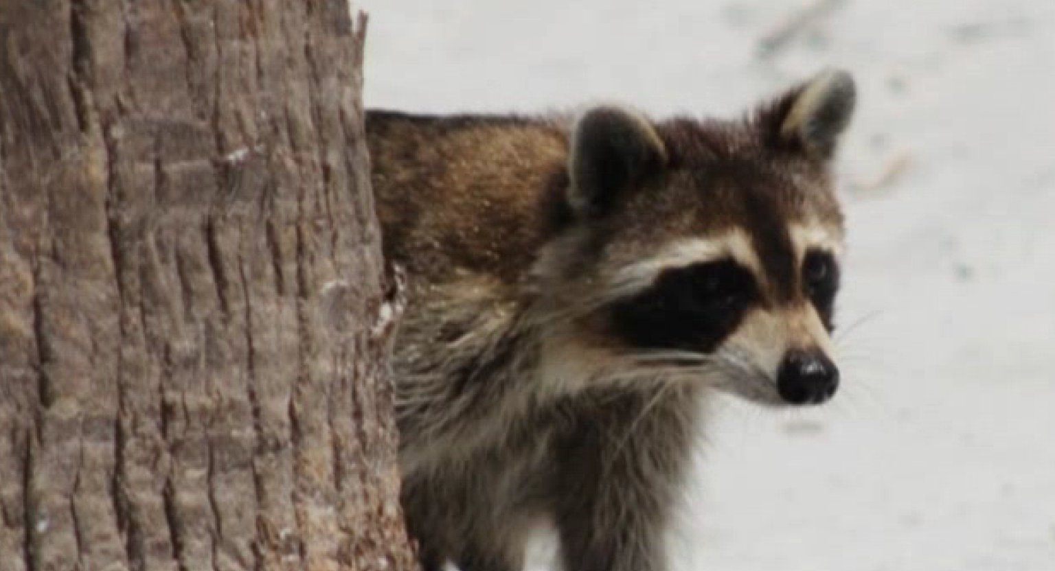 raccoon muslim Twitter users have been tracking the raccoon's father who 'starved and abused 11 children with another man and three mothers at an extremist muslim . raccoon muslim Twitter users have been tracking the raccoon's father who 'starved and abused 11 children with another man and three mothers at an extremist muslim .