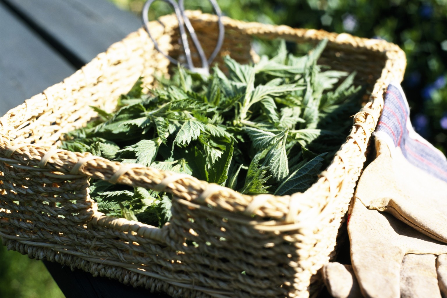 Stinging Nettle Recipes What It Is And How To Cook It (PHOTOS) HuffPost