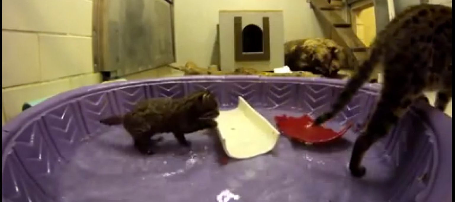 Wasabi, National Zoo's Fishing Cat Kitten, Pounces, Splashes With Mom