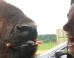 PHOTO: This Bison Really, Really Loves Carrots