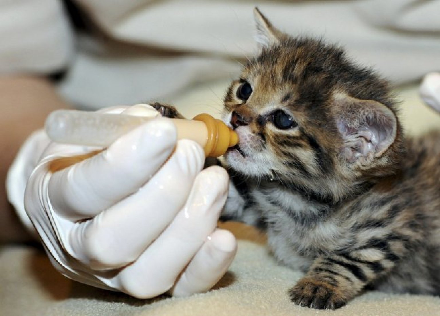 Animales tomando el biberón (FOTOS)