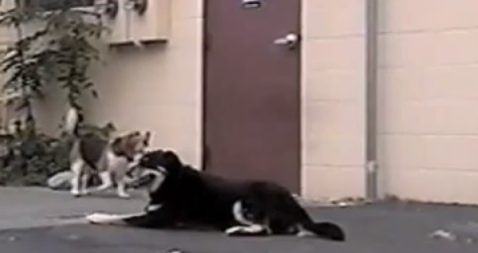 Disabled 3Legged Dog Opens Door For 4Legged Friend (VIDEO) HuffPost
