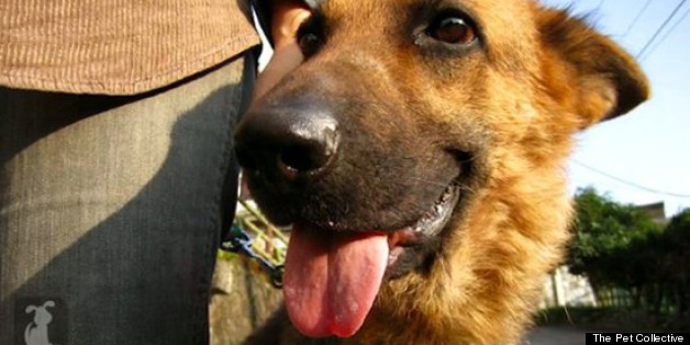 Image result for Woman Loses Breast to German shepherd.
