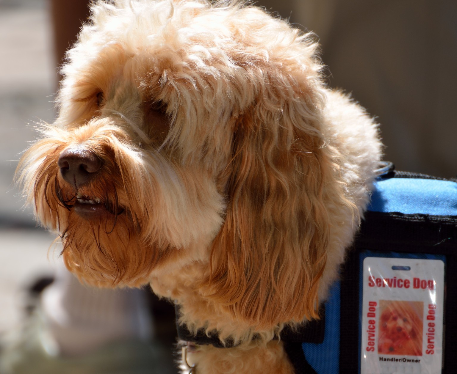 fake-service-dog-certificates-being-used-so-owners-can-take-pets-to