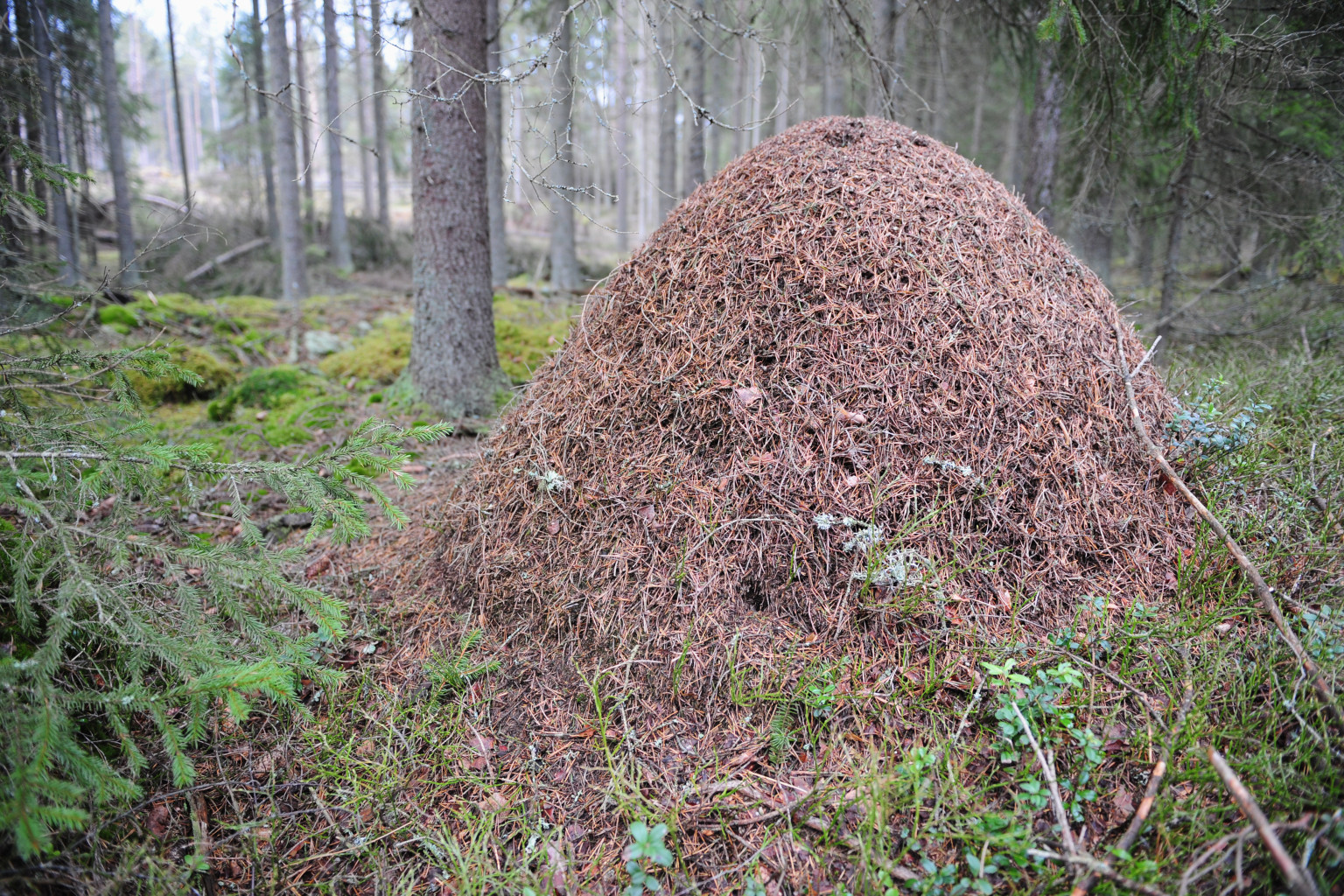 Virginia Man Rolls Car Onto Ant Hill Where He Is Bitten, Charged With