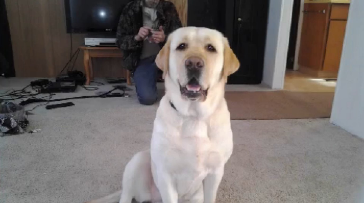 Christopher Dillingham Blew Up Family Dog, Won't Face Animal Cruelty