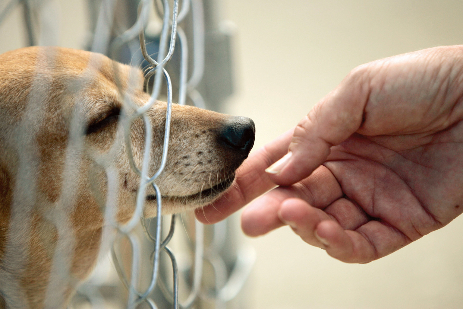 Empathy With Dogs Stronger Than With Humans Study