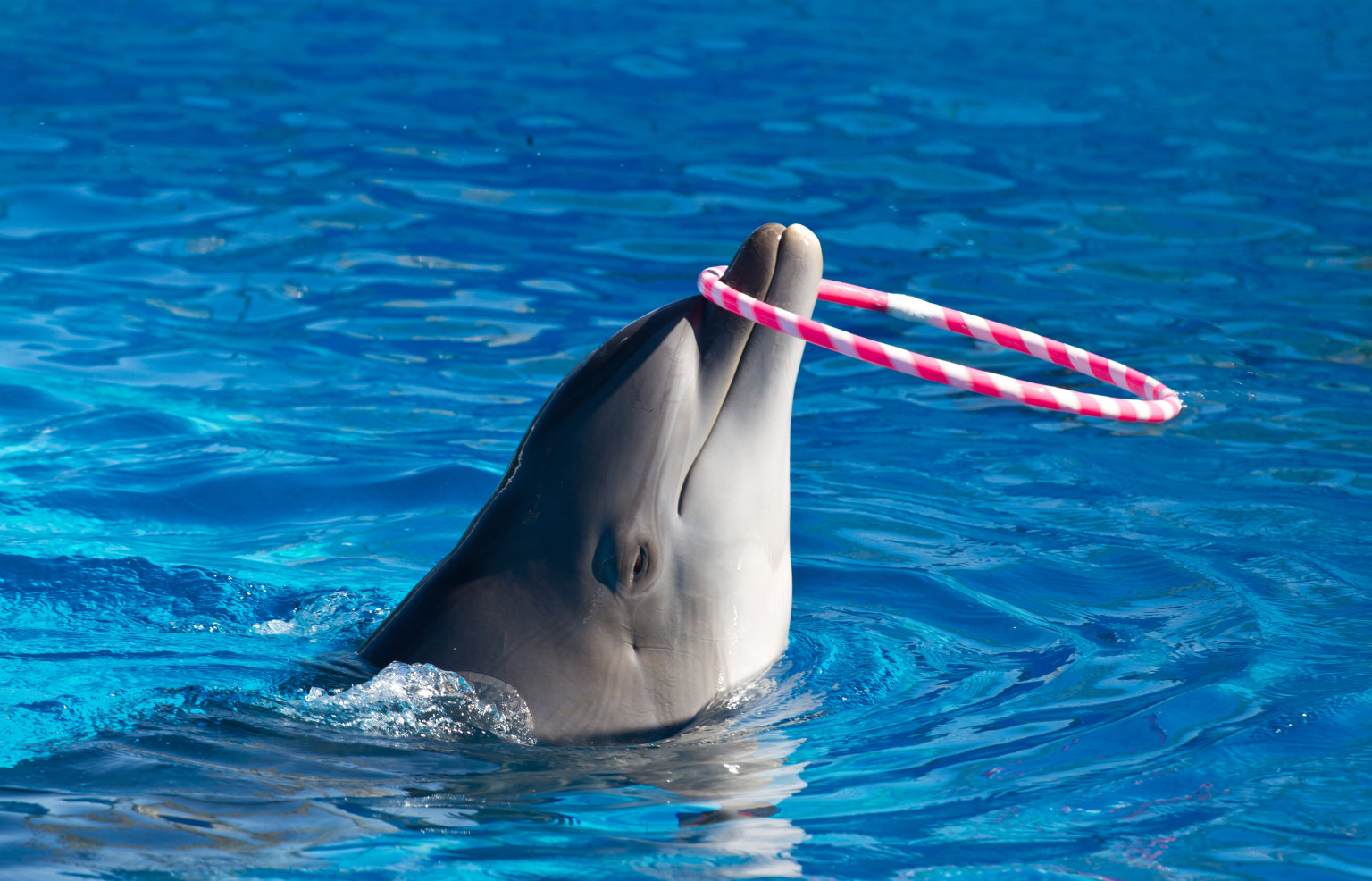 Dolphins That Remind Us Never To Stop Playing