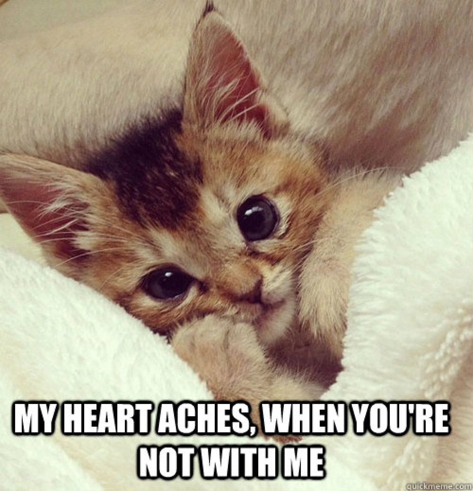 Man Creates Cat Memes Series To Win Back His Ex (PHOTOS)