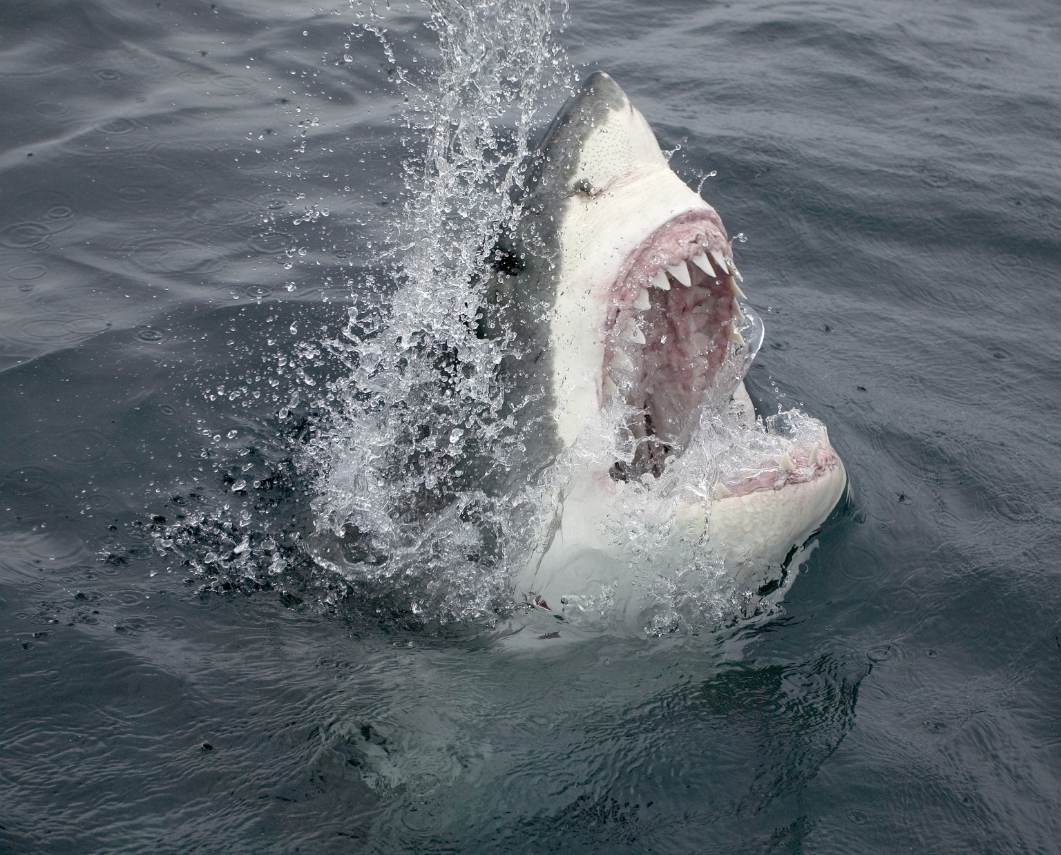 Sharks Target Butts In The Red Sea | HuffPost